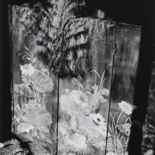 Signes : février 2009