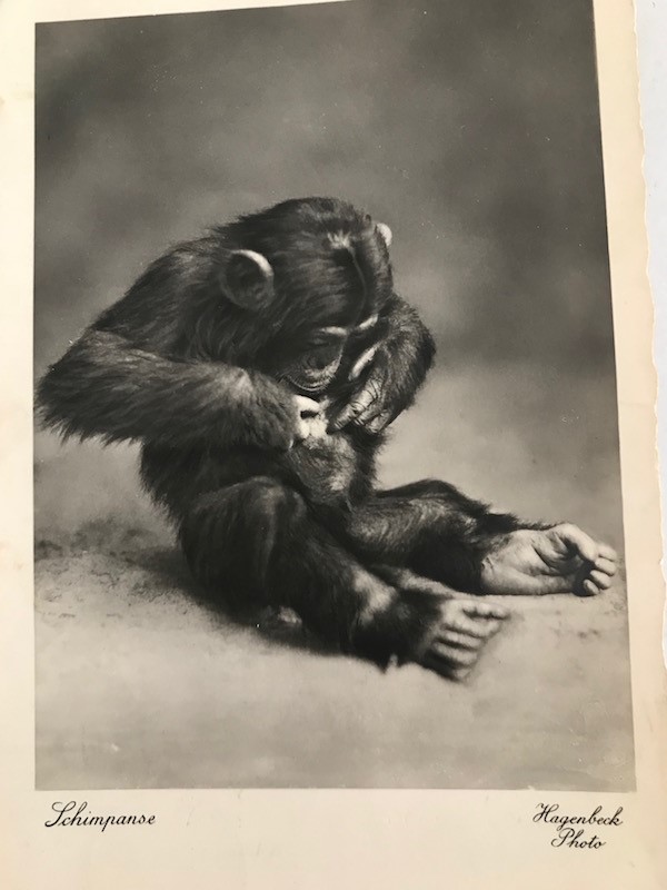 Ecoutons ce chimpanzé rencontré par Grand-Papy Robert Papillon…